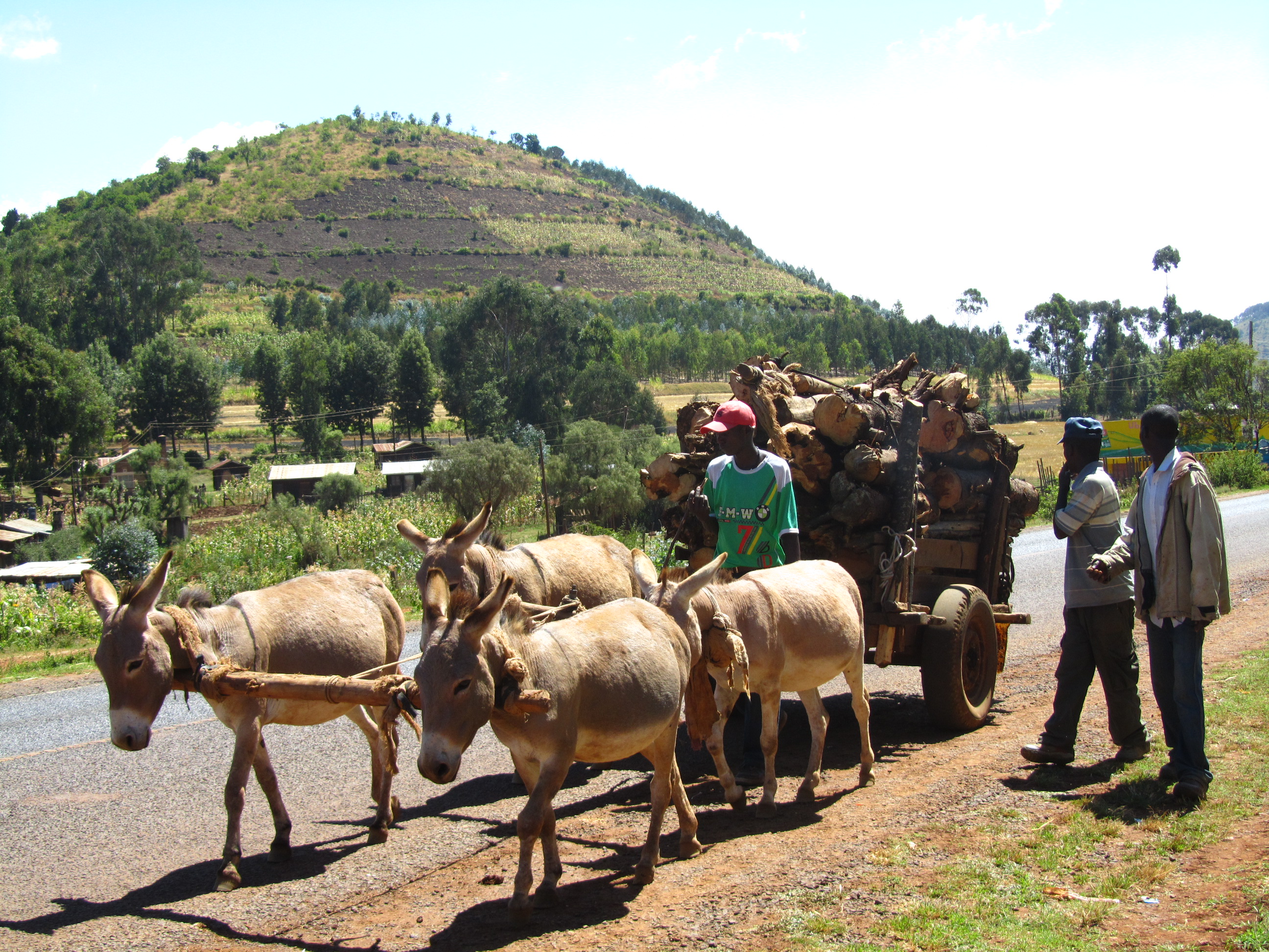 Donkey Cart in Kenya